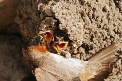 Cliff Swallow Chicks Feeding