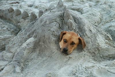 Dog in Sand Sculpture