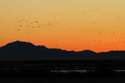 Flocks of cranes and geese at sunset