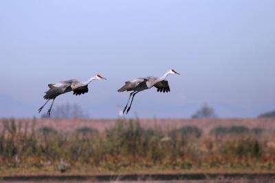 Sandhill Cranes landing