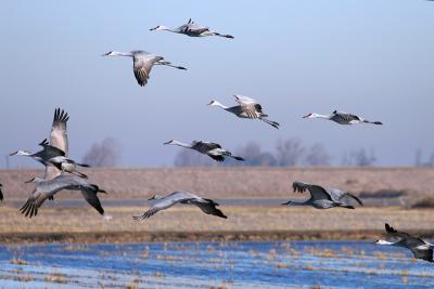 Sandhill Cranes