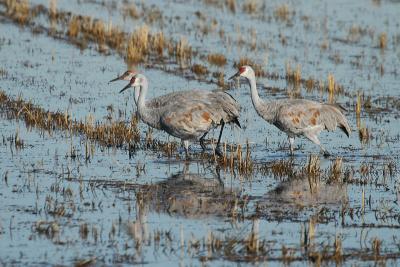 Sandhill Cranes walking