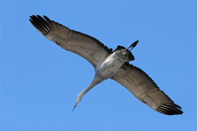 Sandhill Crane