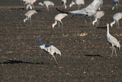 Sandhill Crane dancing
