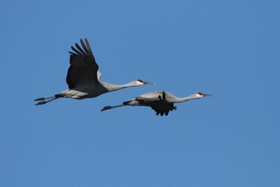 Sandhill Cranes