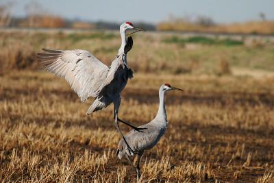 Sandhill Crane dancing