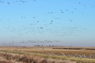 Mixed flock, mostly Sandhill Cranes