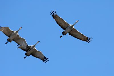 Sandhill Cranes