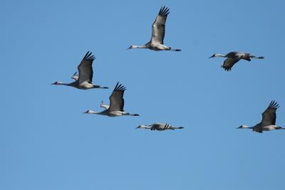 Sandhill Cranes