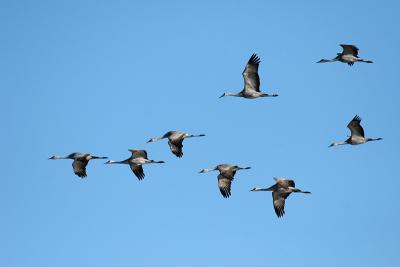 Sandhill Cranes