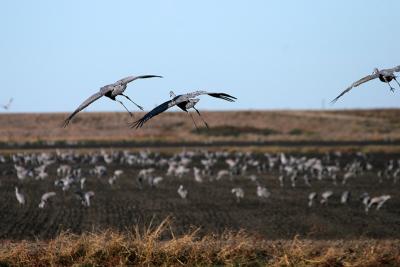 Sandhill Cranes landing