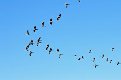 Sandhill Cranes
