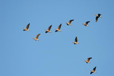 Greater White-fronted Geese