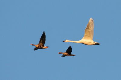 Greater White-fronted Geese and Tundra Swan