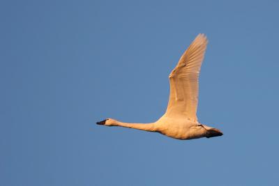 Tundra Swan