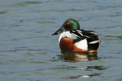 Northern Shoveler