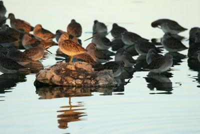 Long-billed Dowitchers at sunset
