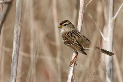 White-crowned Sparrow, 1st winter
