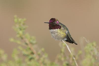 Anna's Hummingbird