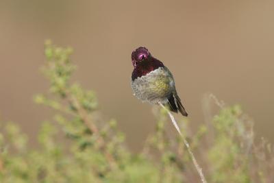 Anna's Hummingbird