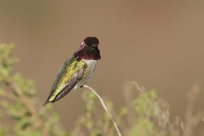 Annas Hummingbird