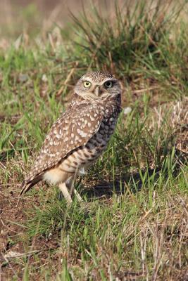 Burrowing Owl