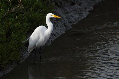 Great Egret