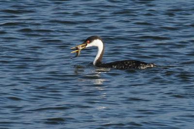 Western Grebe with fish