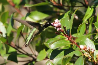 Anna's Hummingbird