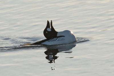 Common Goldeneye, courtship display