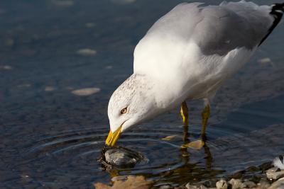 Ring-billed Gull