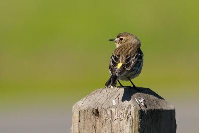 Yellow-rumped Warbler