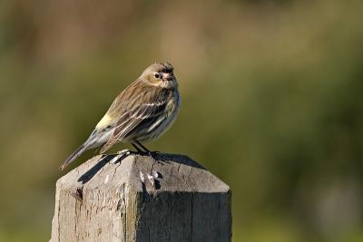 Yellow-rumped Warbler