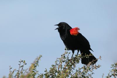 Red-winged Blackbird