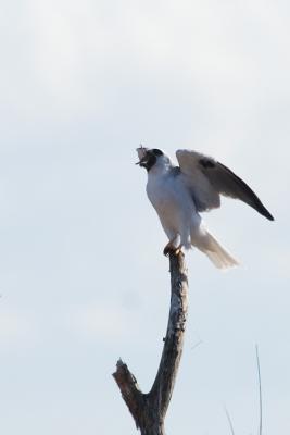 White-tailed Kite eating vole