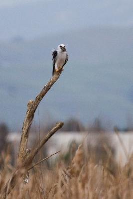 White-tailed Kite eating vole