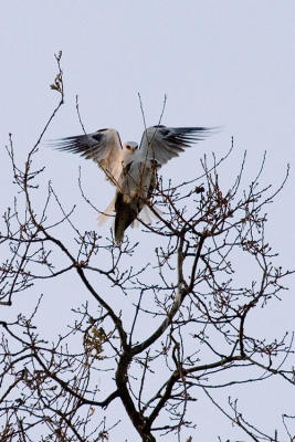 White-tailed Kites copulating 1