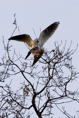 White-tailed Kites copulating 2
