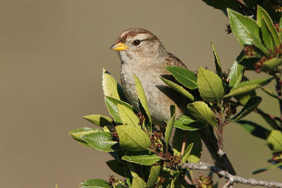 White-Crowned Sparrow, 1st winter