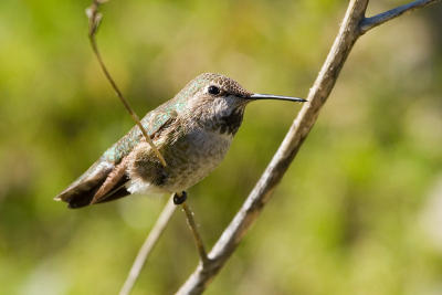 Anna's Hummingbird, female