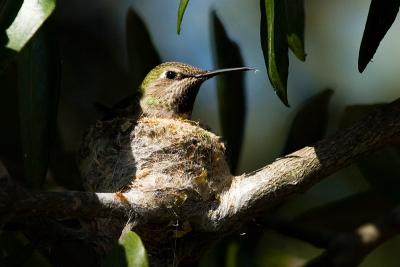 Anna's Hummingbird, female in nest