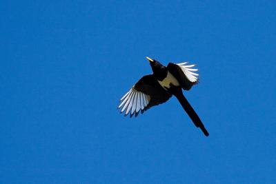 Yellow-billed Magpie