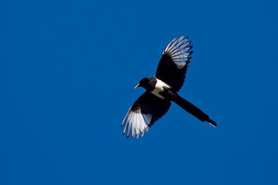 Yellow-billed Magpie