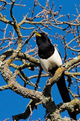 Yellow-billed Magpie