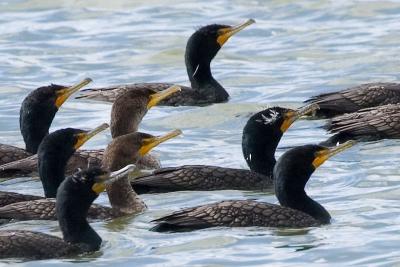 Double-crested Cormorants, breeding plumage