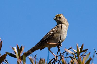 Golden-crowned Sparrow