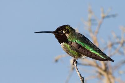 Annas Hummingbird