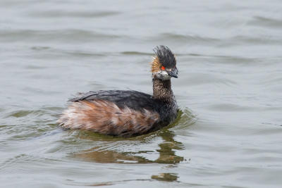 Eared Grebe, partial breeding plumage