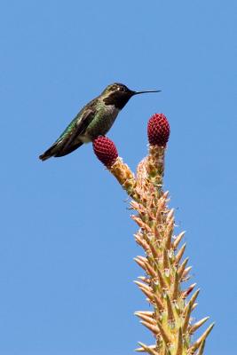 Anna's Hummingbird