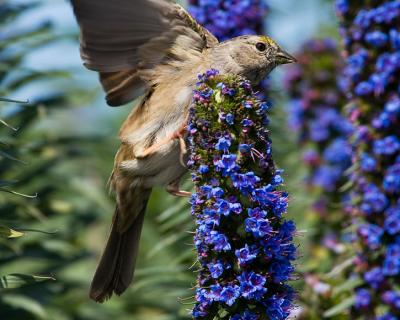 Golden-crowned Sparrow